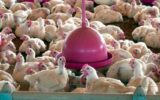 Vetado na Europa, frango com salmonela é revendido legalmente no Brasil